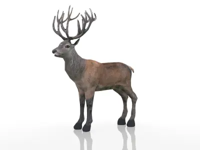 Red Deer Stag Low-poly 3D model