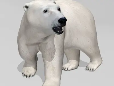 Polar Bear 3D model