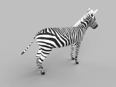 zebra Low-poly 3D model