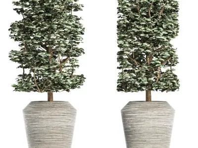 Plants Collection 177 Ligustrum Lucidum 3D model