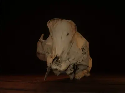 European Wild Boar Skull 3D Model - PBR 4K Textures Low-poly 3D model