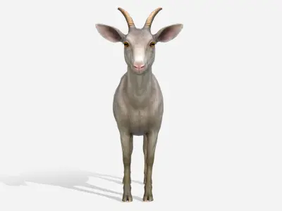 Goat - Female Low-poly 3D model