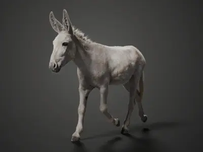 Israel white donkey Animated VFX Grace 3D model
