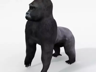 Gorila gorilla Low-poly 3D model