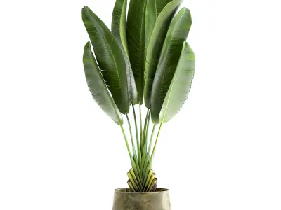 Ravenala in a rust pot for the interior 926 3D model