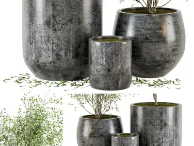 Outdoor Plants tree in Dark Concrete Pot - Set 4 3D model