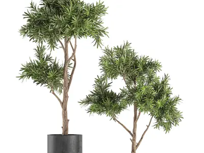 Decorative tree in a black flowerpots 741 3D model