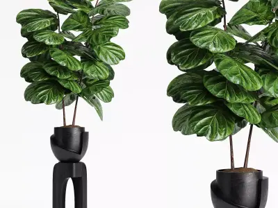Indoor Plants 14-Fig 3D model