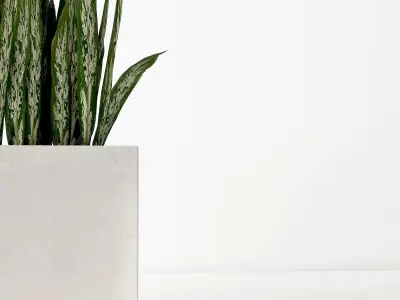 indoor plant 04 3D model