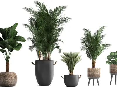 Collection of exotic palm trees in pots 422 3D model