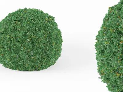 Buxus bush  Free 3D model
