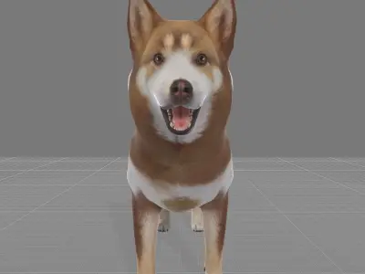 Lapponian Herder Dog Breed Low-poly 3D model