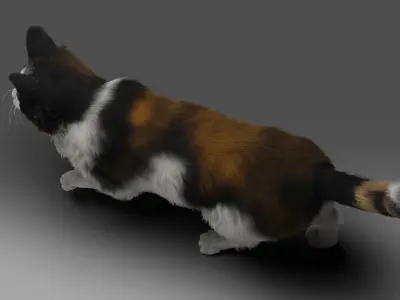 Fur Calico Cat Rigged 01 Low-poly 3D model
