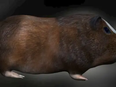 Guinea Pig Hamster Low-poly 3D model
