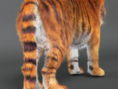 Amur Tiger v2 Low-poly 3D model
