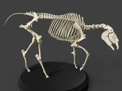 Realistic Horse Skeleton 3D model