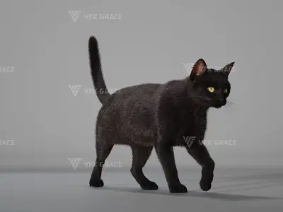 Black Cat Animation - VFX Grace 3D model