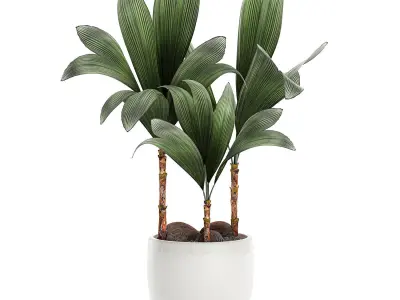 Cocos nucifera palm for the interior in white pot 679 3D model