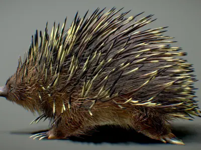 Echidna  3D model
