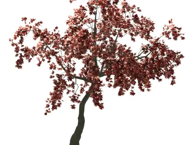 Red Maple no 1 3D model