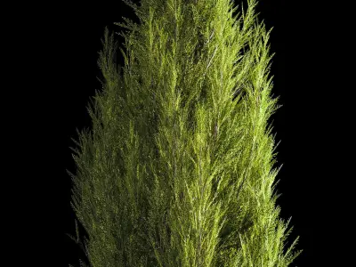 Juniper and thuja bushes for landscape design 1165 3D model