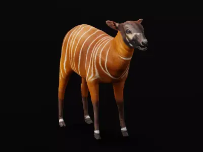 Bongo Antelope Calf Low-poly 3D model