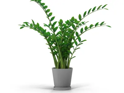 Zamioculcas plant in pot 3D model