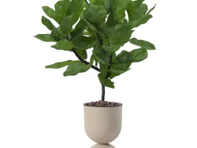 Ficus lyrata in modern flower pot 3D model