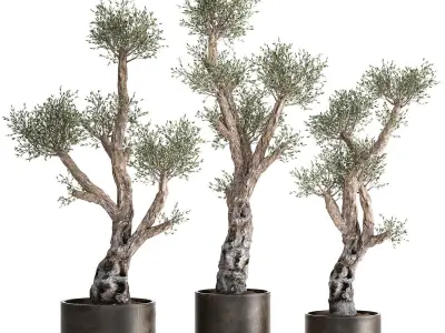 Olive tree in a rusty flowerpot for the interior 990 3D model