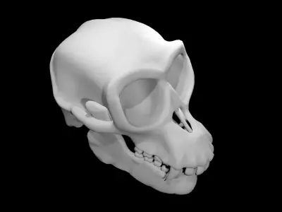 Monkey Skull Low-poly 3D model