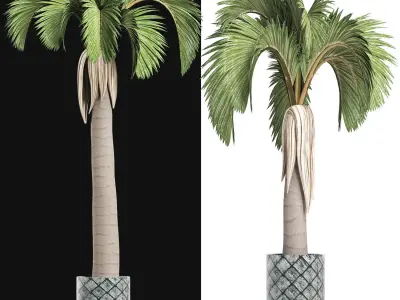 Plants Collection 158 Palm 3D model