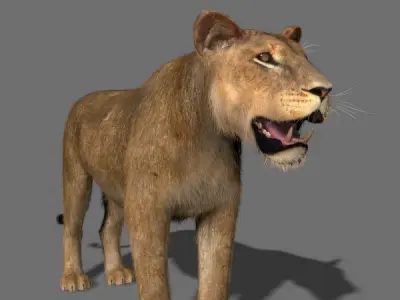 The Ultimate Lioness - fur 3d model 3D model