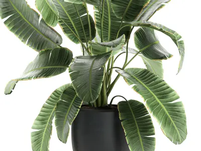Decorative banana palms in flower pots for the interior 588 3D model