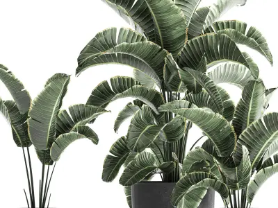 Strelitzia in a pot for the interior 842 3D model