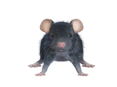 Animal Rat 3D model