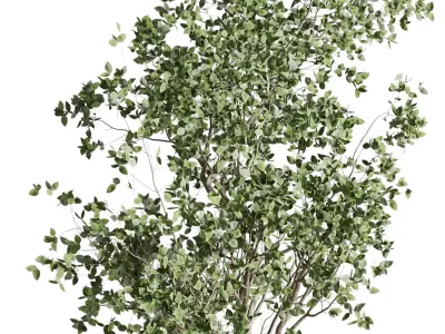 Ficus Benjamin tree  3D model