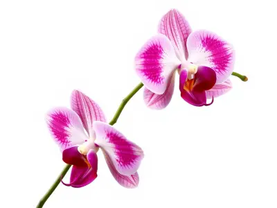 Orchid Flower Model Pack with PBR Textures Low-poly 3D model