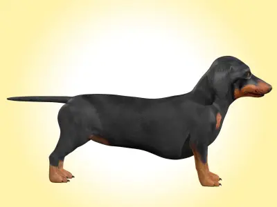 Dachshund Dog  3D model