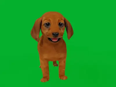 Dachshund Puppy Dog Low-poly 3D model