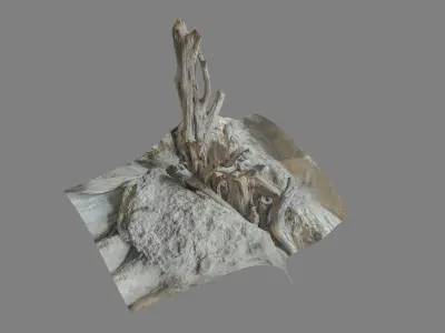 Dead tree on a rock Free low-poly 3D model