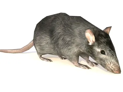 Low-Poly Rat Rigged-Animated Mouse 3D Model Low-poly 3D model
