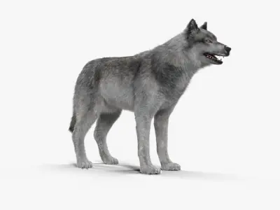 Wolf Grey Low-poly 3D model