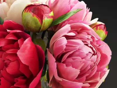 Flowers Peonies  3D model