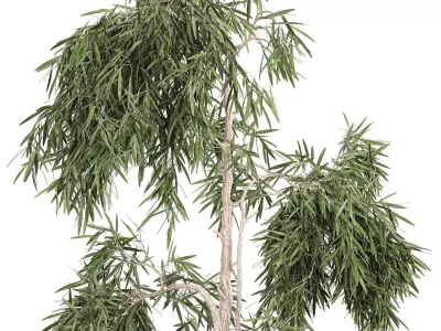 Decorative olive tree in a black flowerpots 733 3D model