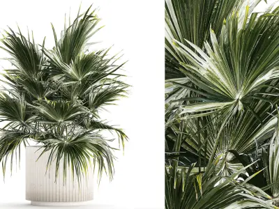 Beautiful Fan Palm In A Flower Pot For Decoration 1274 3D model