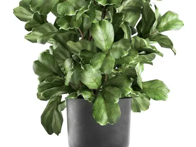 Ficus lyrata trees in a pot for the interior 856 3D model