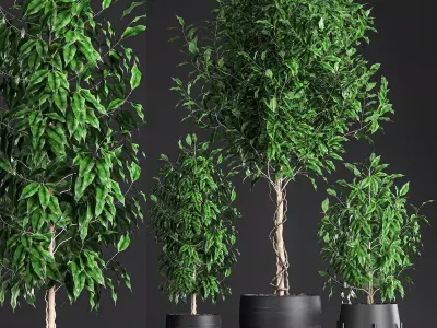 Ficus benjamina trees in a flowerpot for interior design 553 3D model