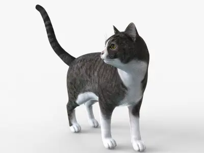 Grey Cat Rigged for Cinema 4D FBX 3D Model Low-poly 3D model