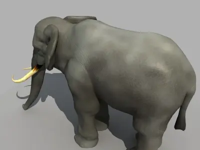 Asian Elephant 3D model