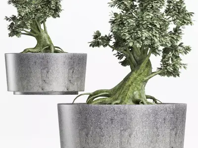 Plants Collection 148 Sageretia Theezans 3D model